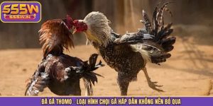 Đá Gà Thomo - Loại Hình Chọi Gà Hấp Dẫn Không Nên Bỏ Qua