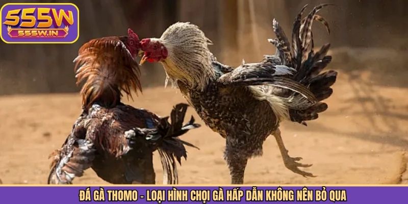 Đá Gà Thomo - Loại Hình Chọi Gà Hấp Dẫn Không Nên Bỏ Qua