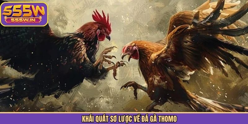 Khái quát sơ lược về đá gà Thomo