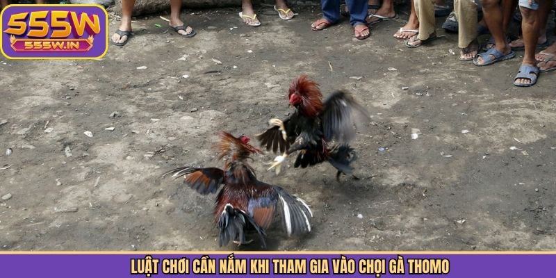 Luật chơi cần nắm khi tham gia vào chọi gà Thomo